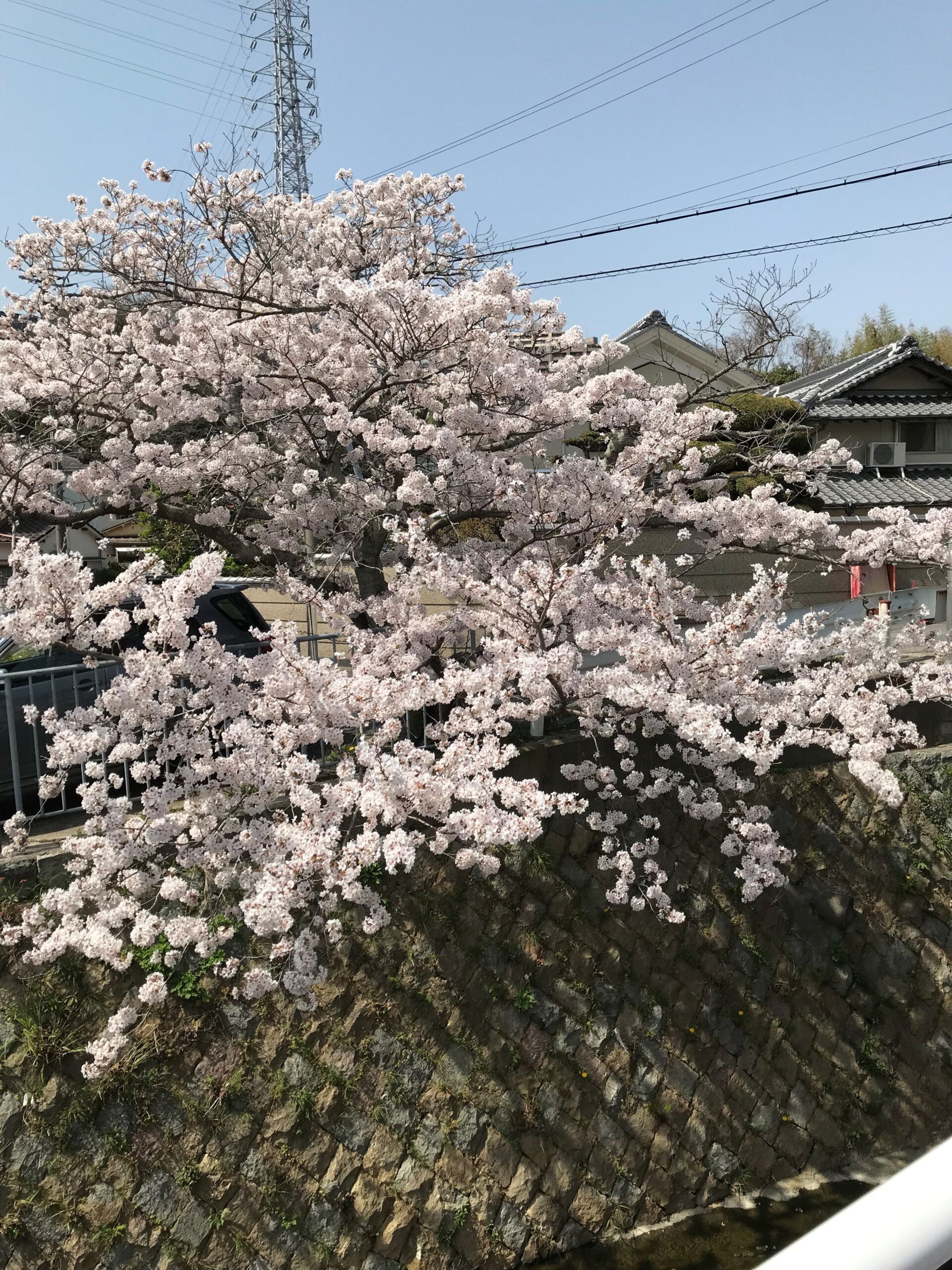 桜咲く