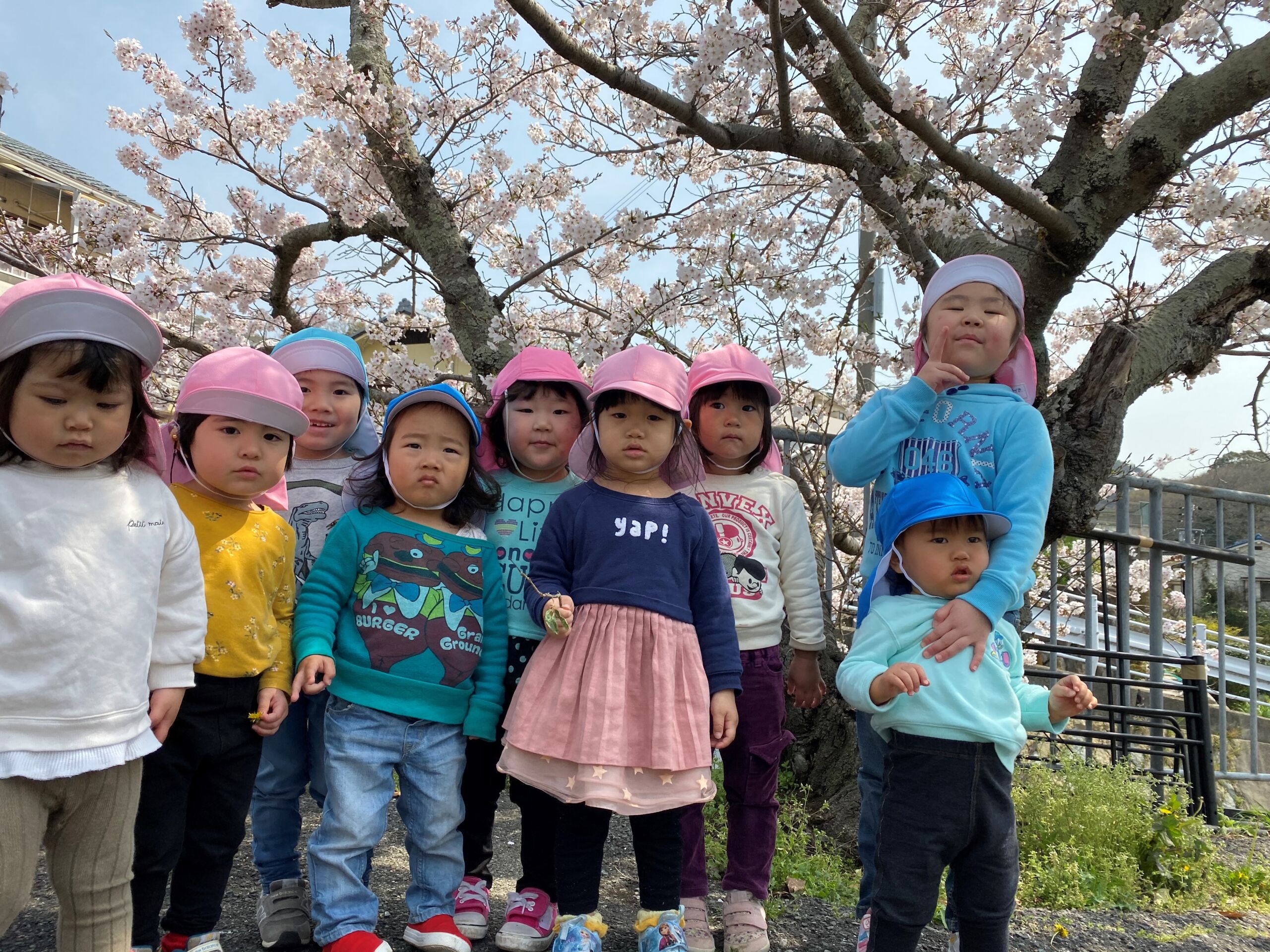 新入園児紹介 桜写真撮影